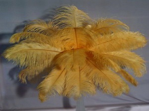 gold ostrich plumes